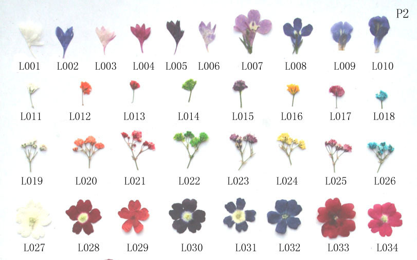 Nail Art Real Dry Flower for Nail Tip Designed