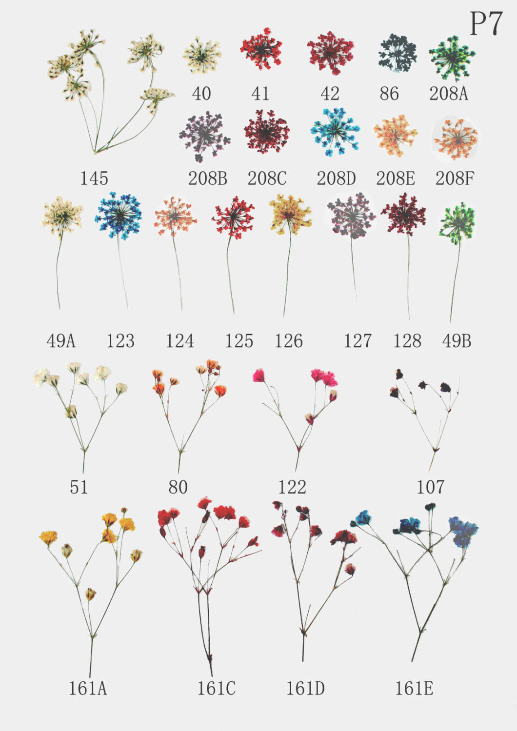 Nail Art Real Dry Flower for Nail Tip Designed