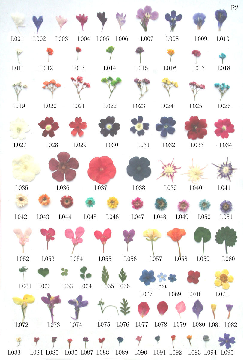 Nail Art Real Dry Flower for Nail Tip Designed